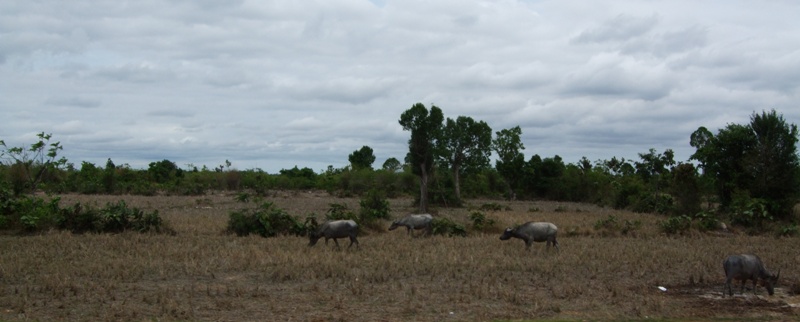 Buffalo